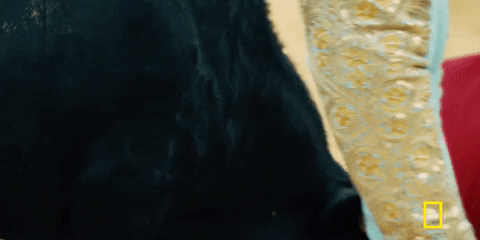 El topic de Quique Setién - Página 12 Giphy.gif?cid=ecf05e473178d0a4573c4cf6ca6e2e3c6ac6d255d8e33800&rid=giphy