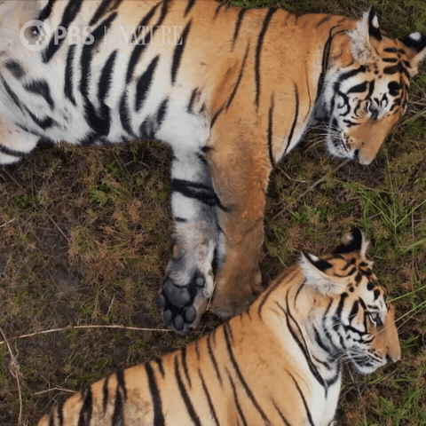 Pbs Nature Family GIF by Nature on PBS