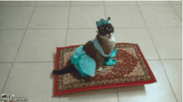 Cat This Is Awesome GIF