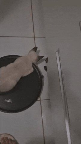 Cat Cat Cat GIF