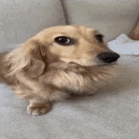 Weird Dog GIF