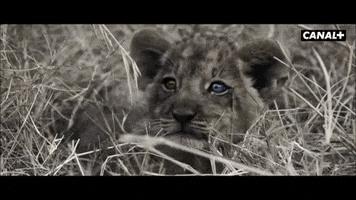 Lion Savane GIF by CANAL+