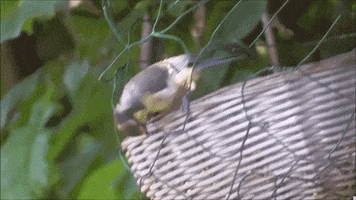 Bird GIF