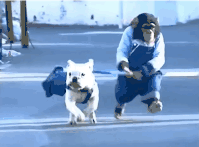 dog walking GIF