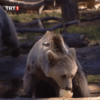 Hungry Bear GIF by TRT