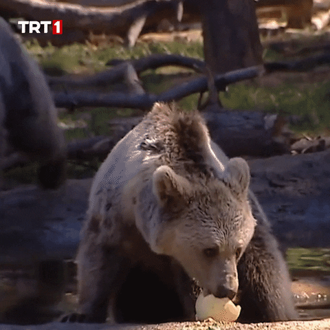 Giphy - Hungry Bear GIF by TRT