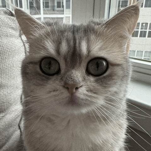 Cat GIF