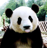 licking panda bear GIF