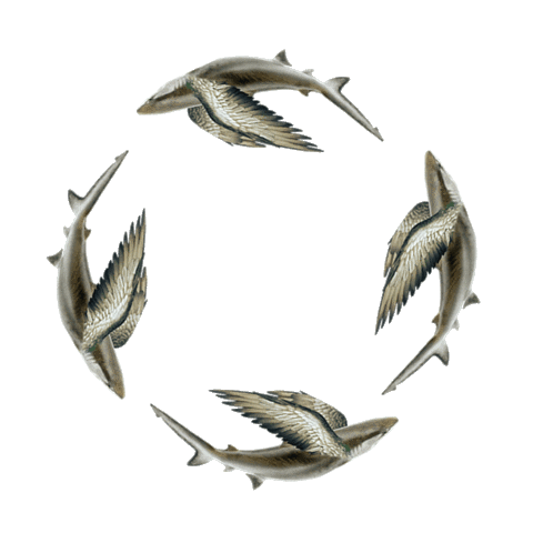 Moda Shark Sticker by Beauty In