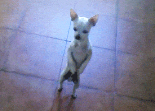 Pohyblivý gif s, na dvou zadních nožkách, tancující čivavou. 