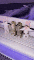 Dance Cat GIF