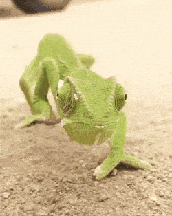 Chameleon GIF