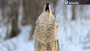Eaw GIF