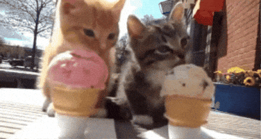 Ice Cream Cat GIF by UGCPazar