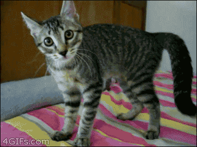 Scared Cat Gif 6