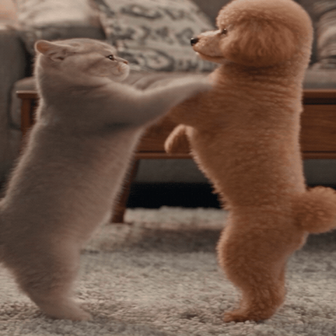 Fight Cat GIF