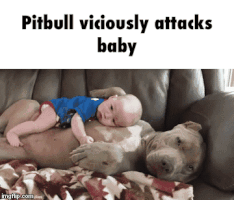 baby pitbull GIF
