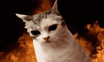 Cat GIF