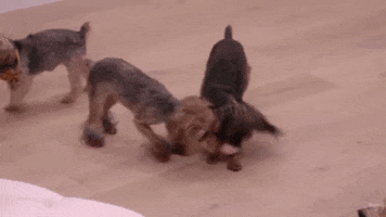 Dogs Puppy GIF by WE tv