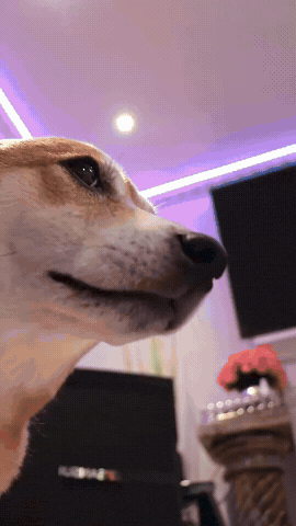 Funny Dog GIF