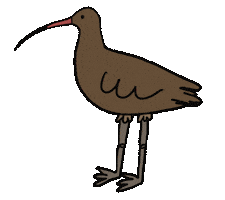 Eurasian Curlew Bird Dance Sticker