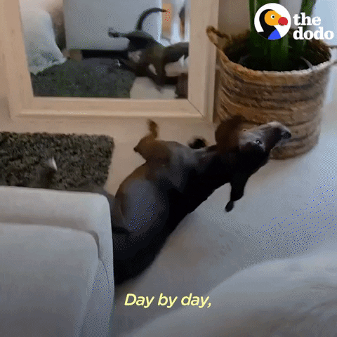 Dogs Playing GIF by The Dodo