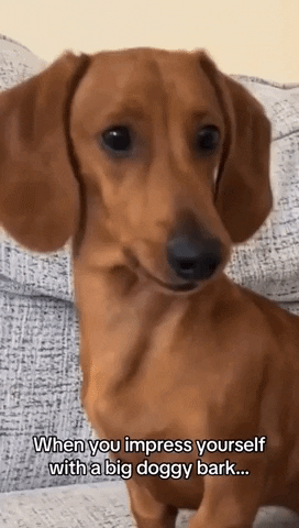 Dog Pup GIF by Storyful