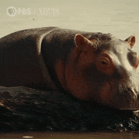 Tired Pbs Nature GIF by Nature on PBS
