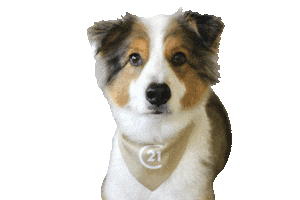 Puppy Woof Sticker by Century 21 Coast Properties