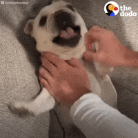 Funny-expression GIFs - Get the best GIF on GIPHY Funny-expression GIFs - Get the best GIF on GIPHY