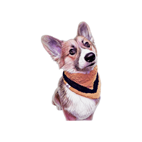 Sojuboycorgi Sticker by Bellucci Manila