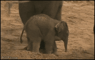 WIldlife gif. A large elephant kicks at a young elephant, sending it tumbling down a dirt mound. Then the baby stands itself up and walks away. 