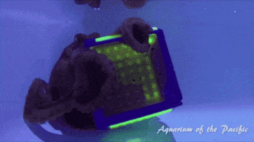 hungry octopus GIF by OctoNation