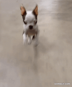 boston terrier running GIF