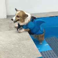 200.gif?cid=fc005b08fba788e0e77795740732474c60d91fc06b6b3313&rid=200.gif&ct=g
