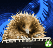 Playing Live Music GIF by Australian Conservation Foundation