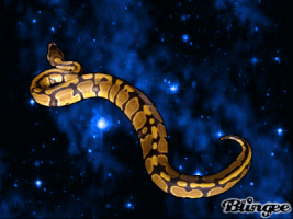 python GIF