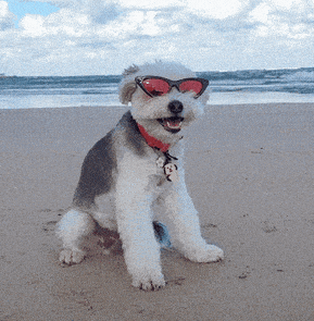 Summer Beach GIF