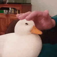 200w.gif