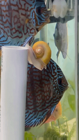 Apple Snail GIF by eluniversodelospeces