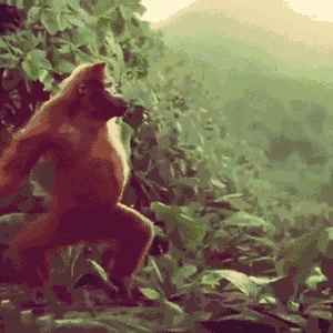 Orangutan GIFs - Find & Share on GIPHY