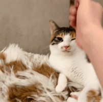 Cat Bonk GIF