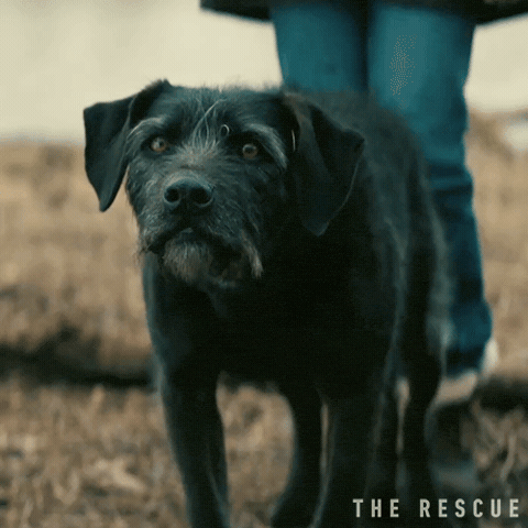 Growling Paramount Pictures GIF by The Rescue Movie