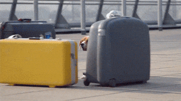 hello friends dogs GIF by Digg