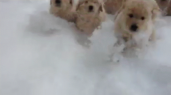 dog snow GIF