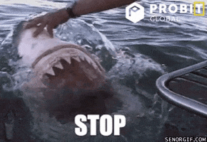 Shark Attack Fish GIF by ProBit Global