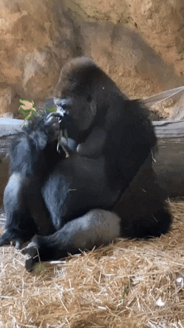 Eating GIF
