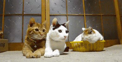 Back And Forth Cat GIF