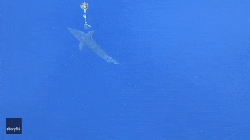 Mako Shark GIF by Storyful