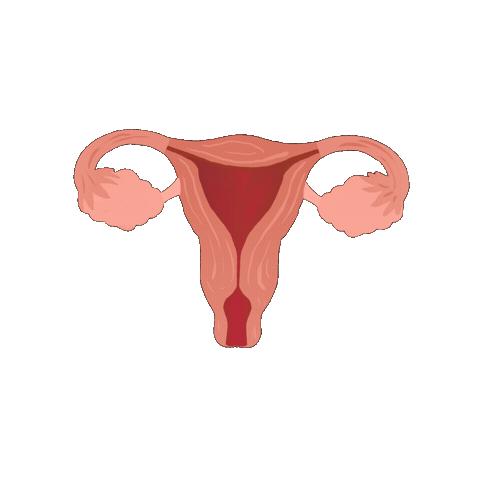 Anatomy Utero Sticker by Vulvárias
